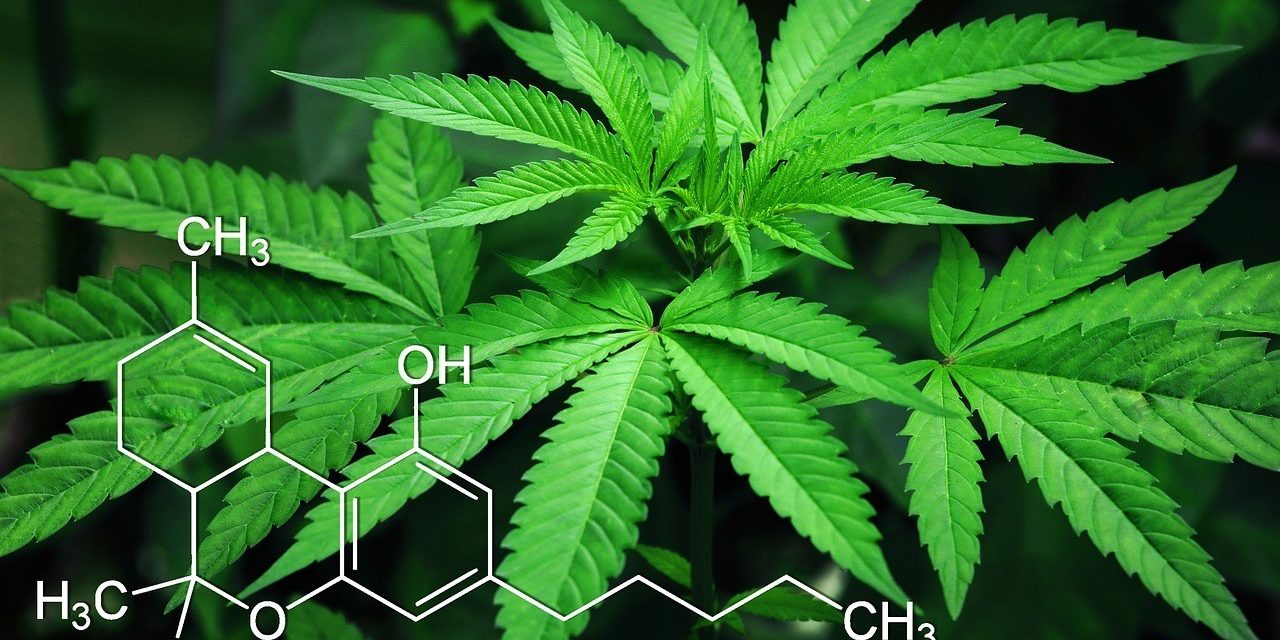 https://www.maxpixel.net/Narcotic-Marijuana-Cannabis-Green-Leaves-Natural-3678222